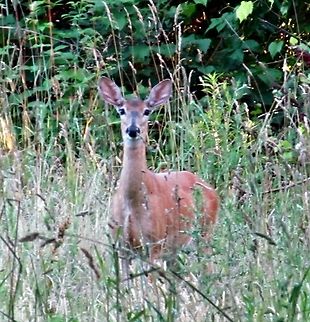 I'm watching you... My daughter came across a baby deer and was so excited she ran home to grab my camera.  The baby ran off but the mom watched her.  Not a bad picture for a 12 year old.  Deer,Momma,Odocoileus virginianus,Watching,White-tailed Deer,new york