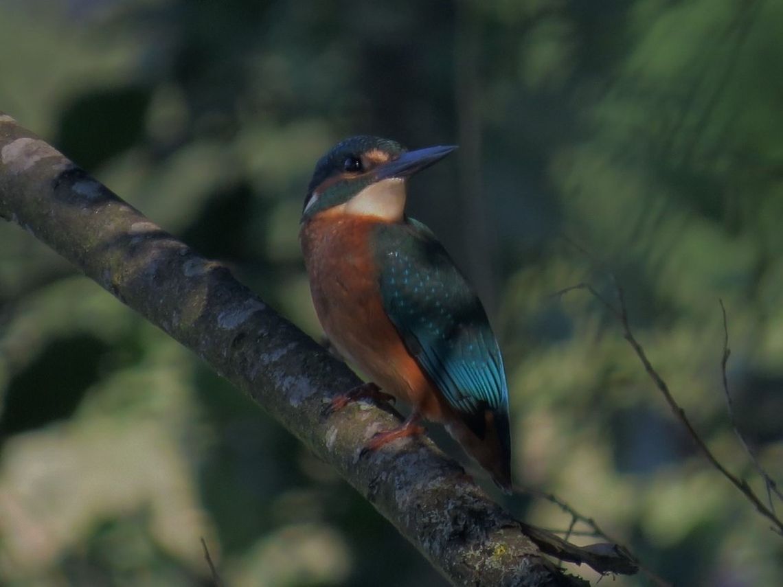 Common Kingfisher  Alcedo atthis,Common Kingfisher