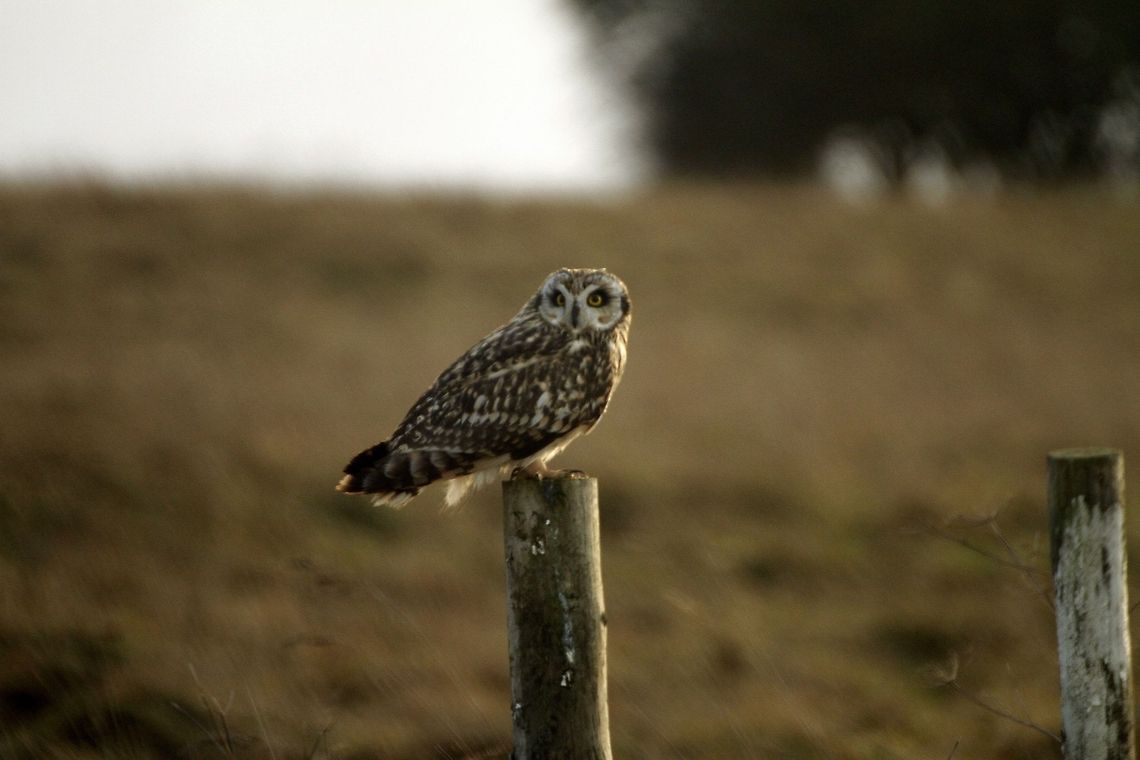 Short Eared Owl  Asio flammeus,Short Eared Owl