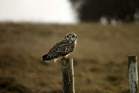 Short Eared Owl  Asio flammeus,Short Eared Owl