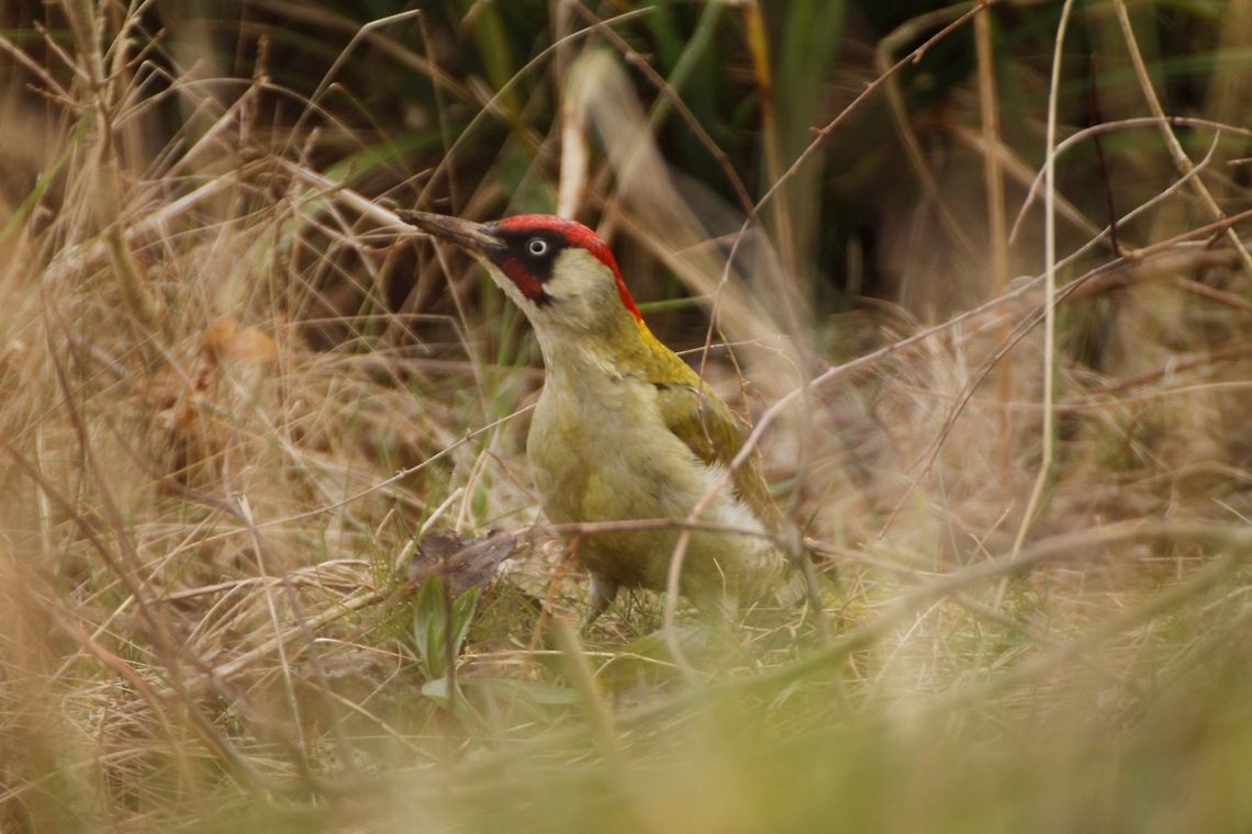 Green Woodpecker  European Green Woodpecker,Picus viridis
