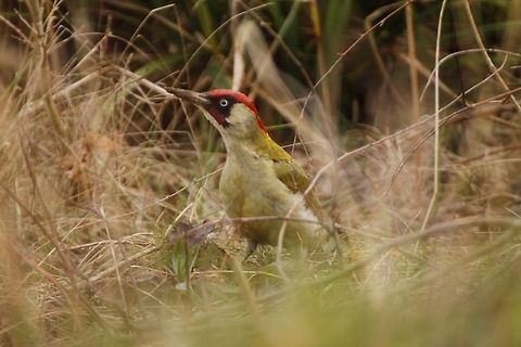 Green Woodpecker  European Green Woodpecker,Picus viridis