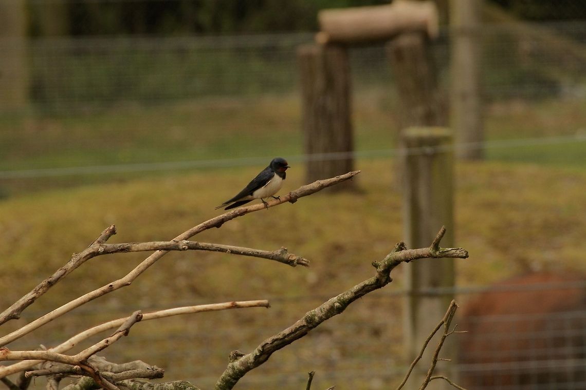 Swallow  Barn swallow,Hirundo rustica