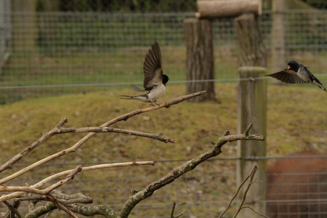 Swallows  Barn swallow,Hirundo rustica