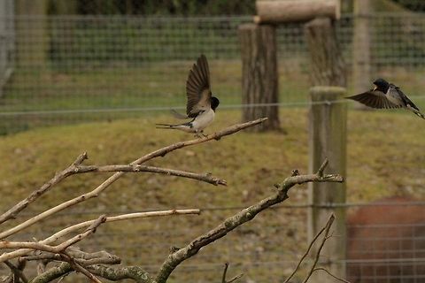 Swallows  Barn swallow,Hirundo rustica