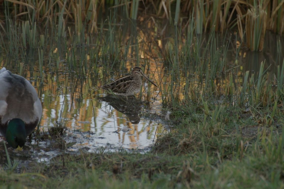 Common Snipe  Common snipe,Gallinago gallinago