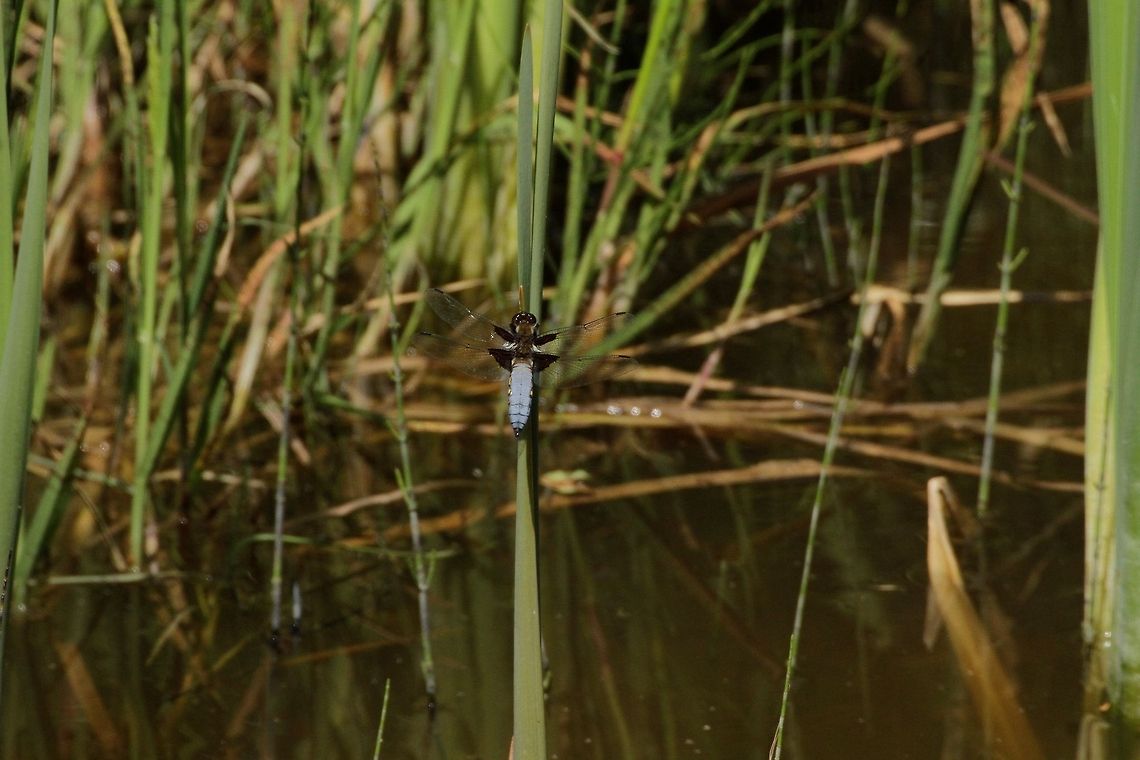 Broad-Bodied Chaser  Broad-bodied Chaser,Libellula depressa