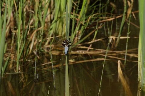 Broad-Bodied Chaser  Broad-bodied Chaser,Libellula depressa