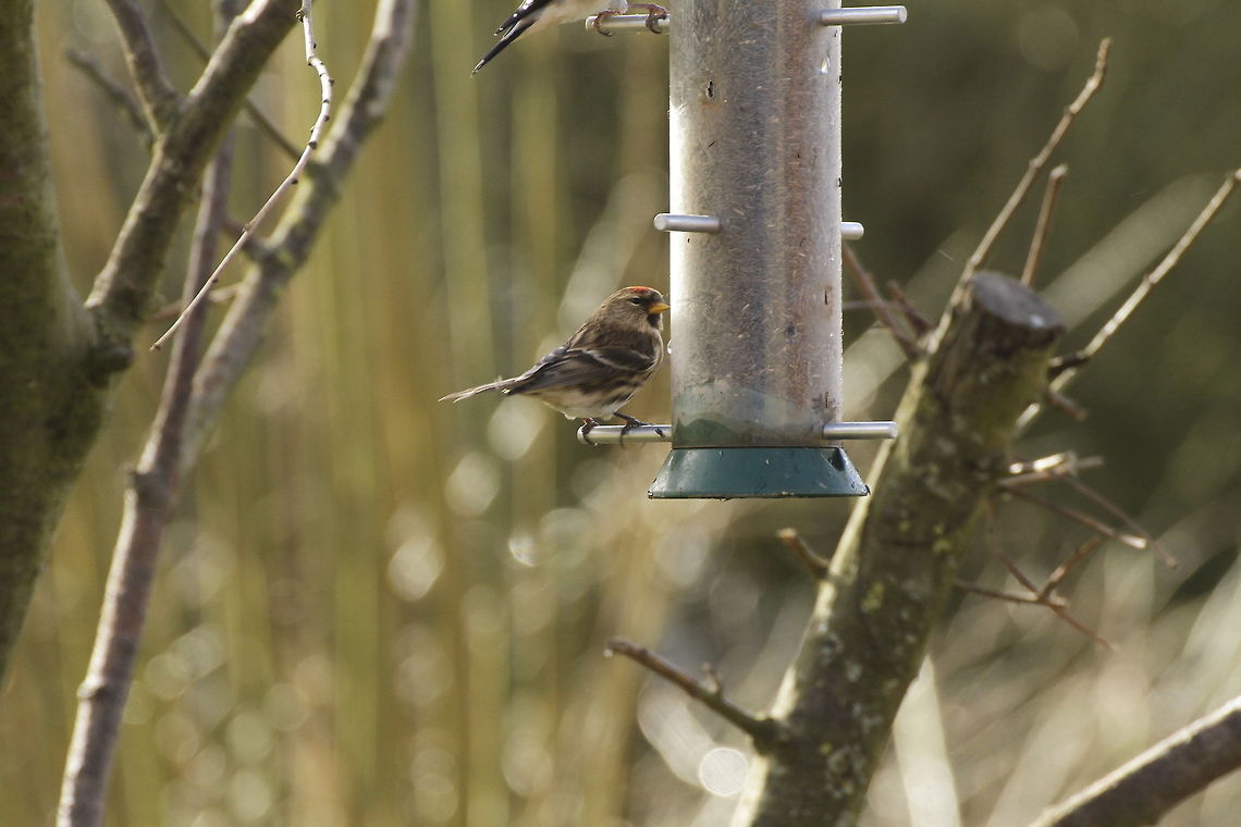 Redpoll  Acanthis flammea,Carduelis flammea,Common Redpoll,Common redpoll