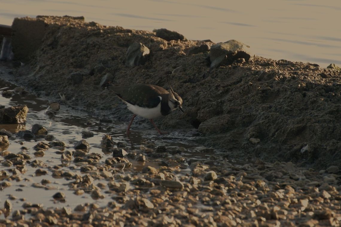 Lapwing  Northern Lapwing,Vanellus vanellus