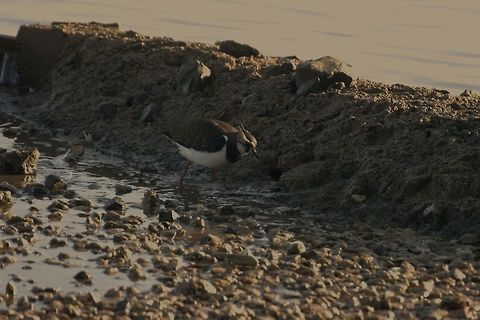 Lapwing  Northern Lapwing,Vanellus vanellus