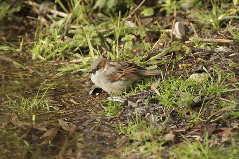 House Sparrow  House Sparrow,Passer domesticus