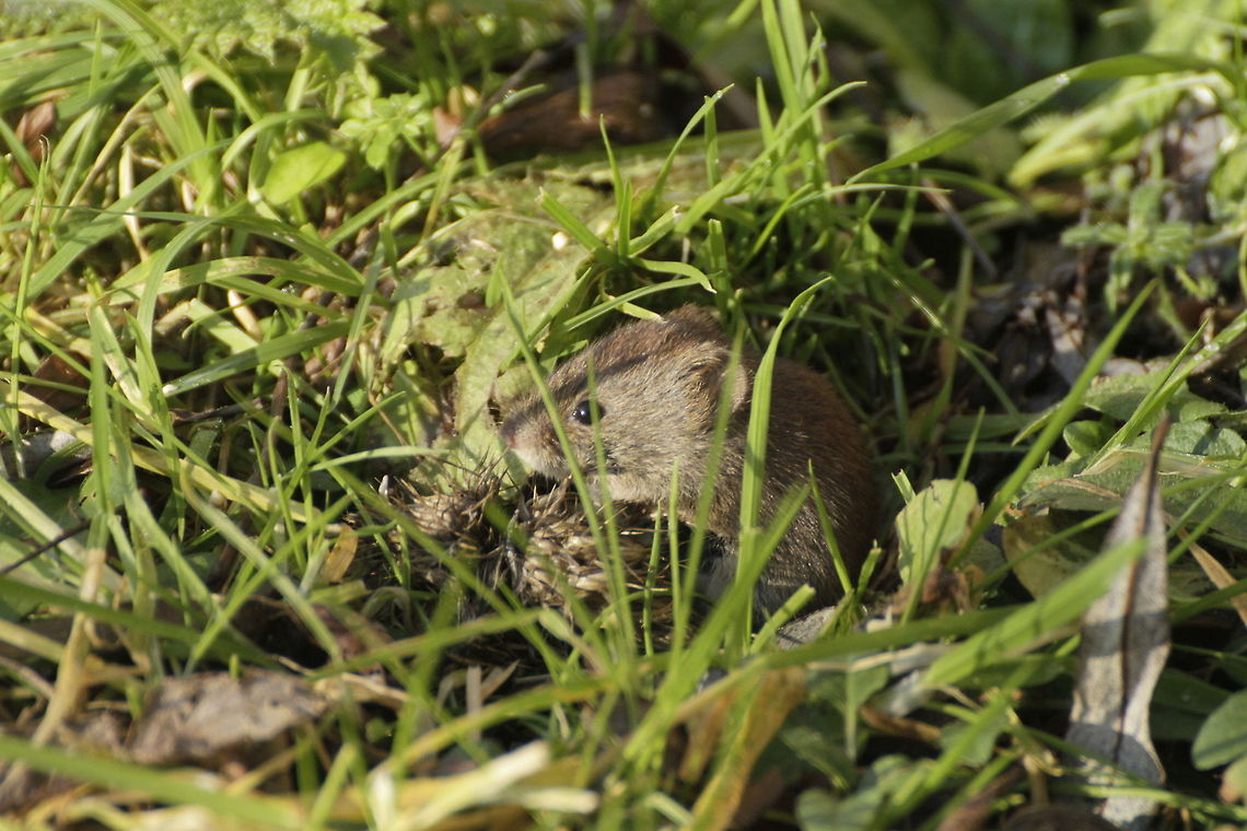 Bank Vole  Bank vole,Myodes glareolus