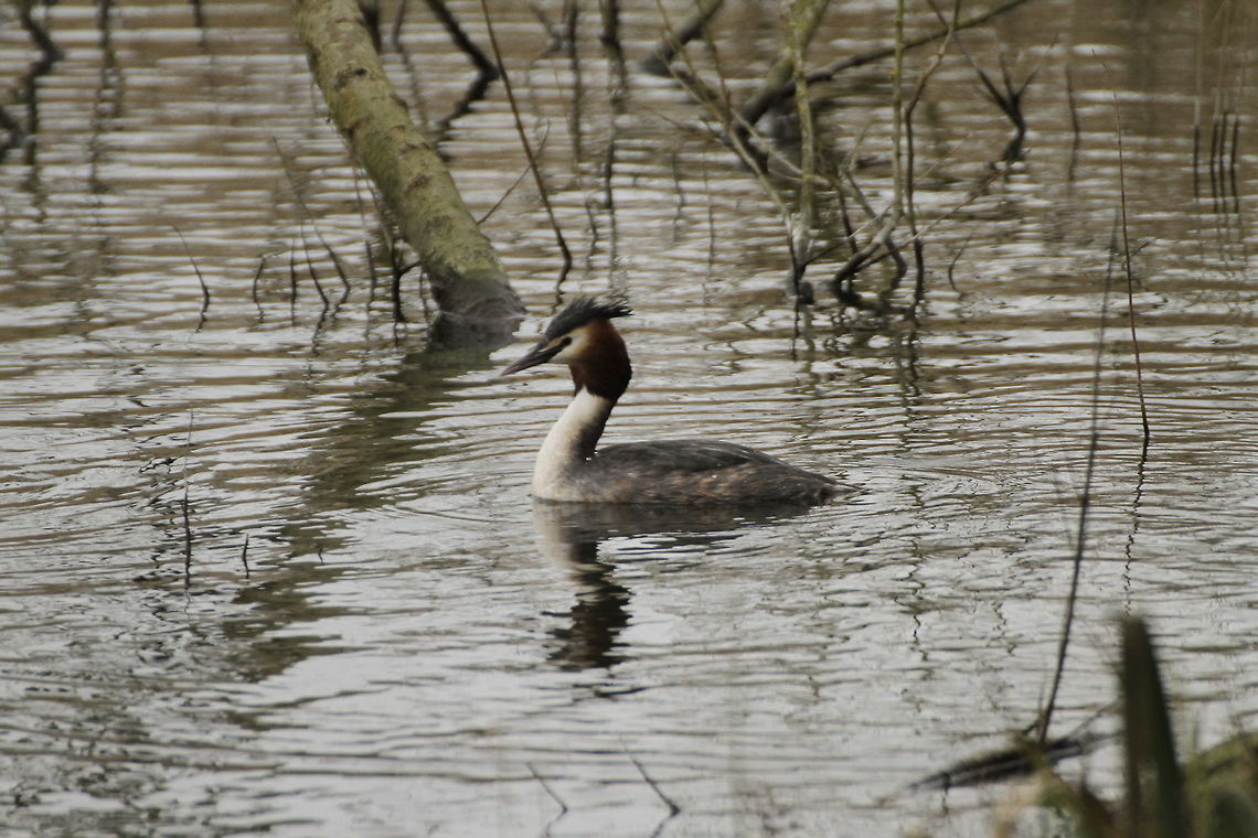 Great Crested Grebe  Great Crested Grebe,Podiceps cristatus