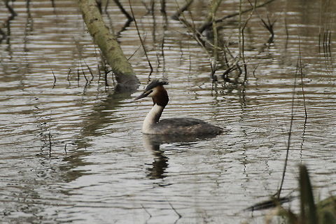 Great Crested Grebe  Great Crested Grebe,Podiceps cristatus
