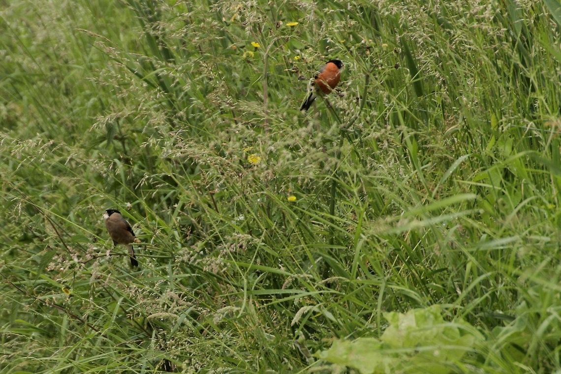 Bullfinches  Bullfinch,Pyrrhula pyrrhula
