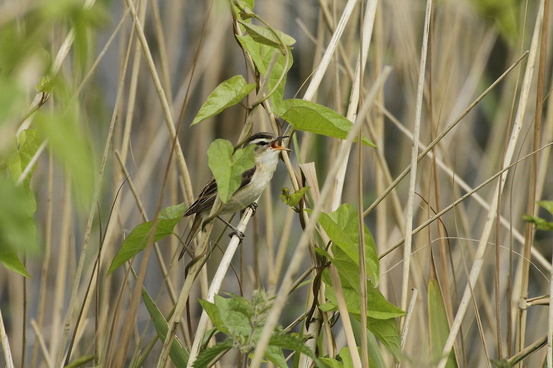 Sedge Warbler  Acrocephalus schoenobaenus,Sedge Warbler