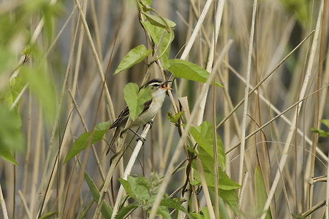 Sedge Warbler  Acrocephalus schoenobaenus,Sedge Warbler