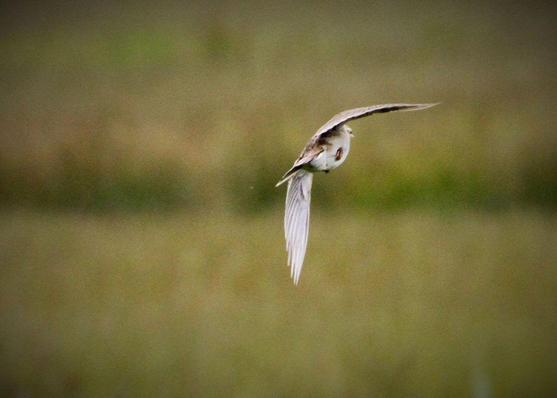 Skylark  Alauda arvensis,Skylark