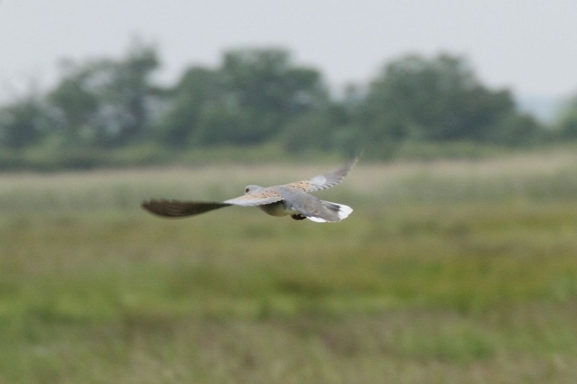 European Turtle Dove  European Turtle Dove,Streptopelia turtur