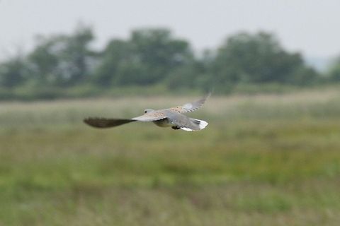 European Turtle Dove  European Turtle Dove,Streptopelia turtur