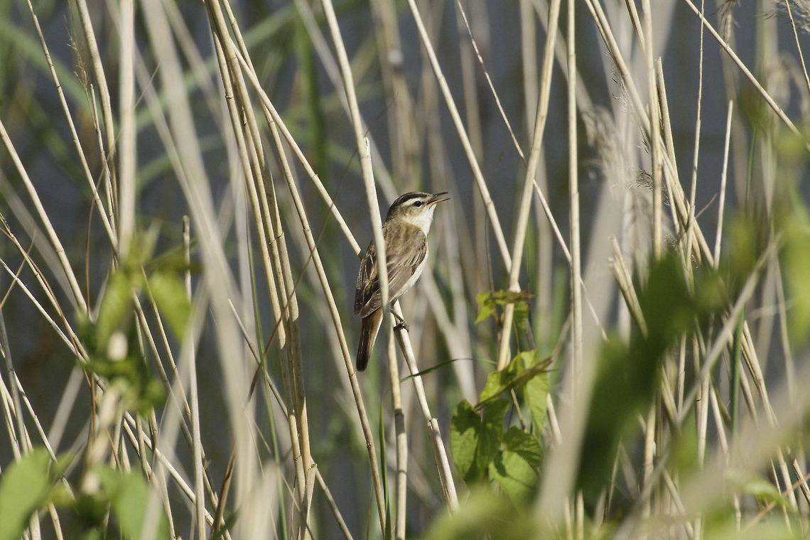 Sedge Warbler  Acrocephalus schoenobaenus,Sedge Warbler