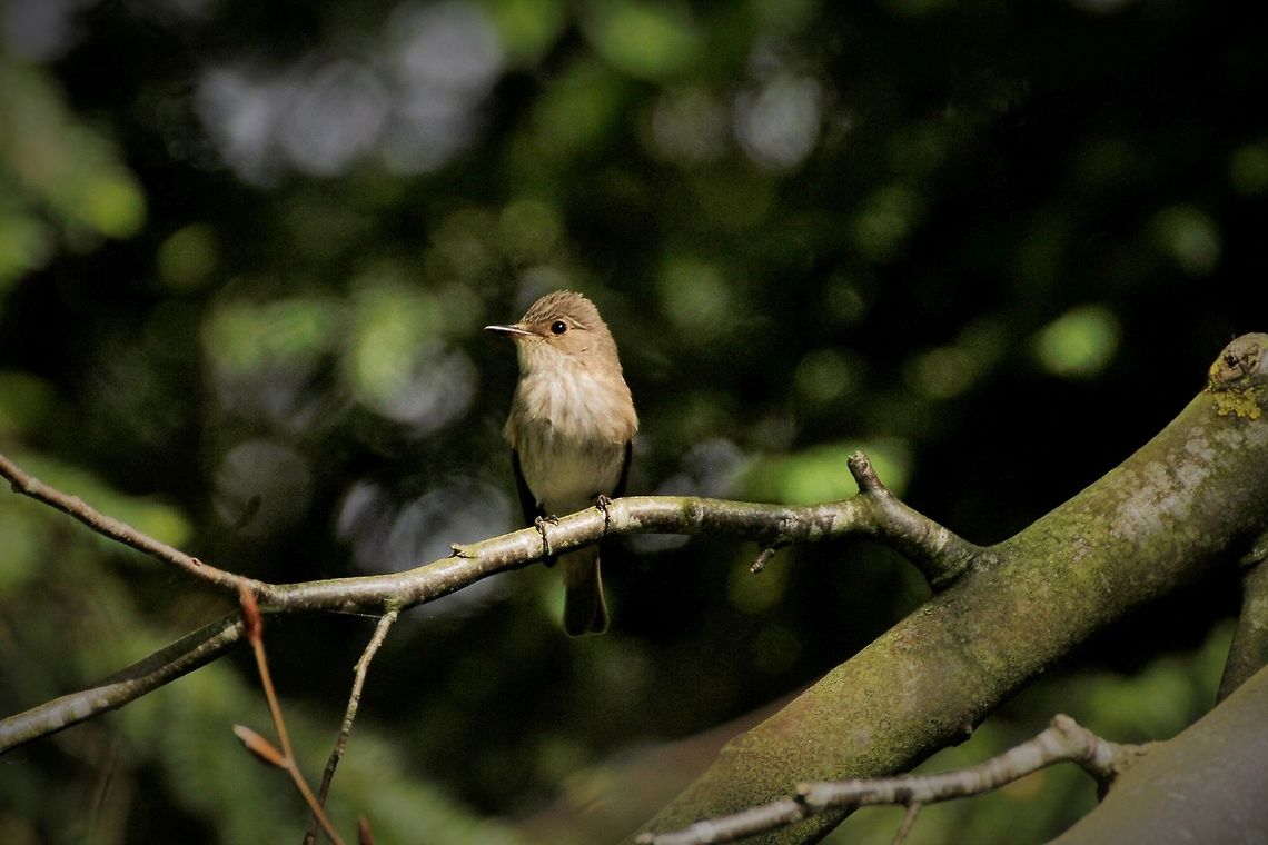 Spotted Flycatcher  Muscicapa striata,Spotted Flycatcher