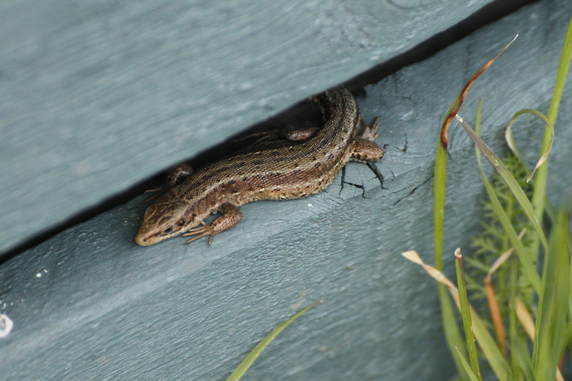 Common Lizard  Zootoca vivipara
