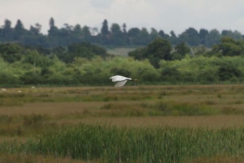Little Egret  Egretta garzetta,Little Egret
