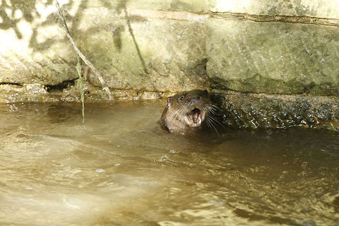 European Otter  European otter,Geotagged,Lutra lutra,United Kingdom