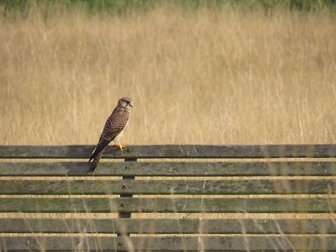 Common Kestrel  Common Kestrel,Falco tinnunculus
