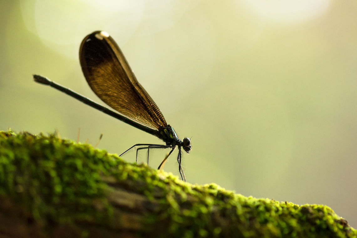 Golden Damselfly Bathing in the first light of day, this female ebony jewelwing damselfly demonstrates her beauty. Calopteryx maculata,Ebony Jewelwing,damselfly
