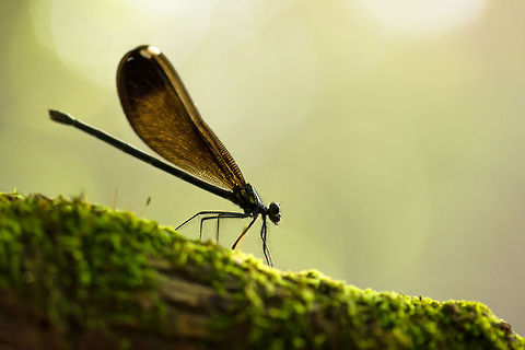 Golden Damselfly Bathing in the first light of day, this female ebony jewelwing damselfly demonstrates her beauty. Calopteryx maculata,Ebony Jewelwing,damselfly