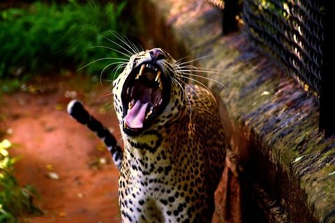 Feline Fangs This photo was taken in the Nandankanan Zoological Park in Bhubaneswar,  Odisha, India. I was lucky enough to catch an Amur Leopard yawning on a lazy and horribly humid afternoon. Totally worth it. Amur leopard,Geotagged,India,Indian leopard,Leopard,Panthera pardus,Panthera pardus fusca,Panthera pardus orientalis