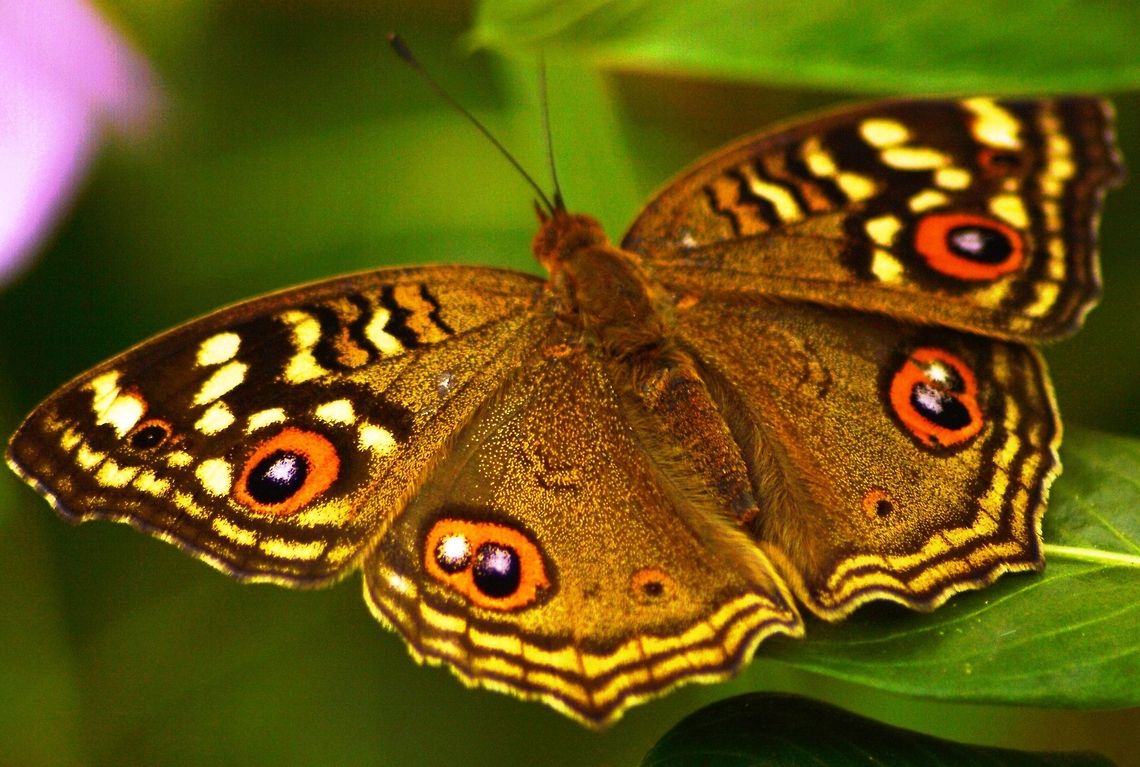 Easy on the eye This is a common butterfly which I found in my garden Butterfly,Geotagged,India,Junonia lemonias,Lemon Pansy