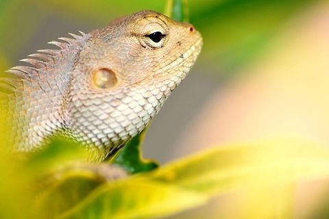 Solemness Taken in my garden. Calotes versicolor,Garden lizard,Geotagged,India,Oriental Garden Lizard