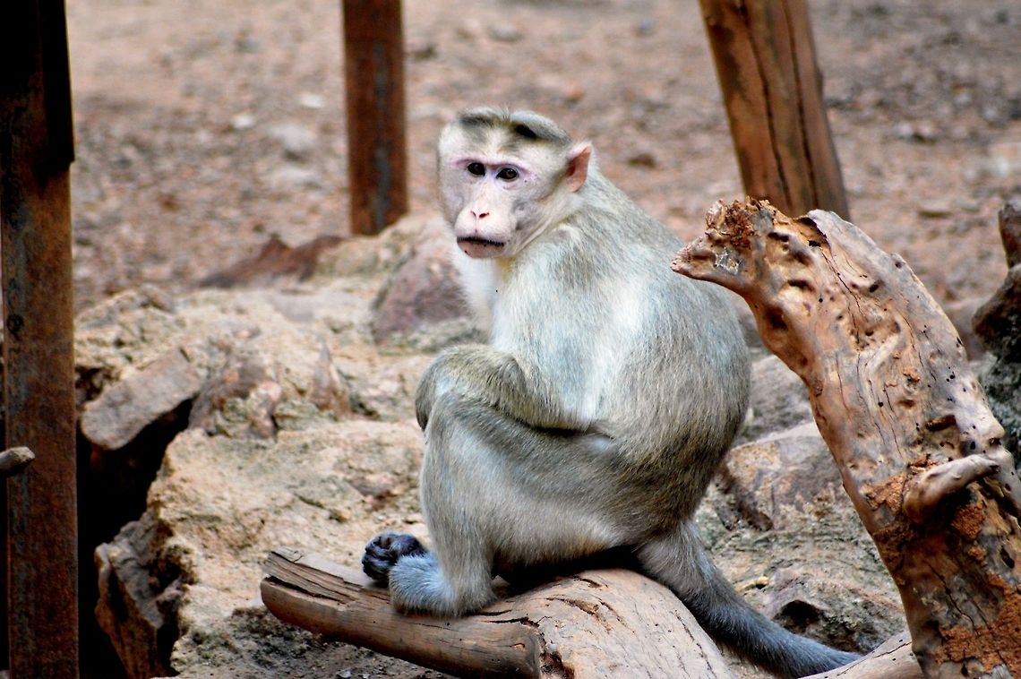 That look Taken in Nandankanan Zoological Park, Bhubaneswar Bonnet macaque,Geotagged,India,Macaca radiata,Zoo,monkey