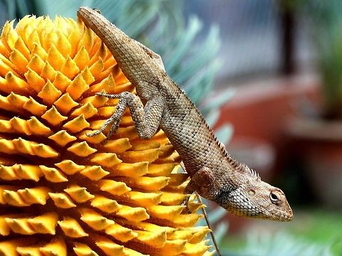 Garden Lizard  Calotes versicolor,Garden,Oriental Garden Lizard