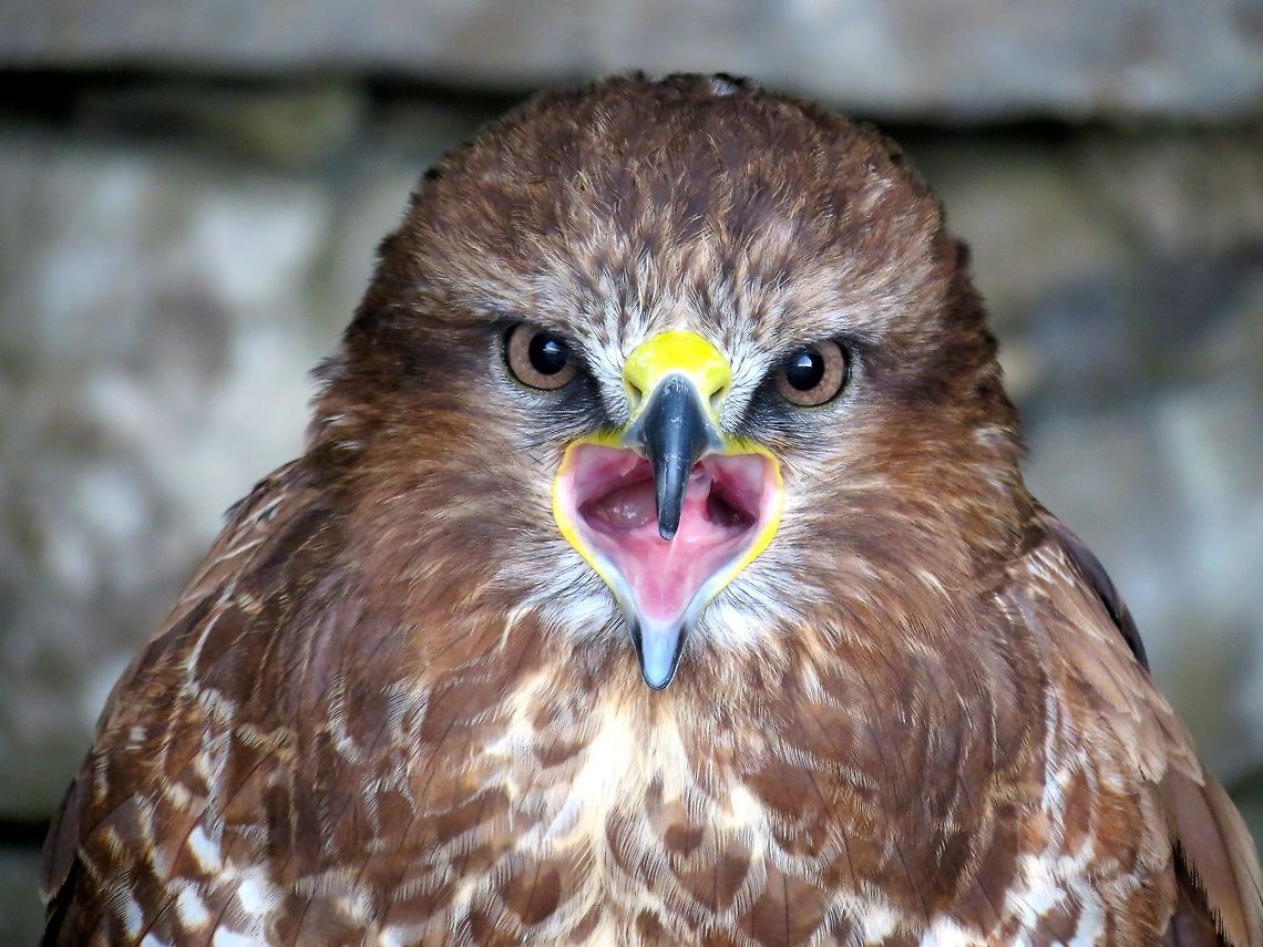 BIRD OF PREY                                 Buteo buteo,Common Buzzard