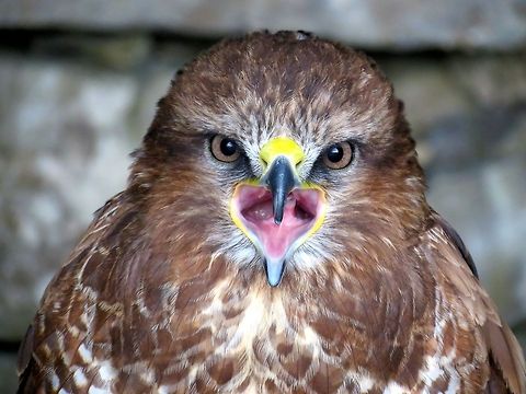 BIRD OF PREY                                 Buteo buteo,Common Buzzard