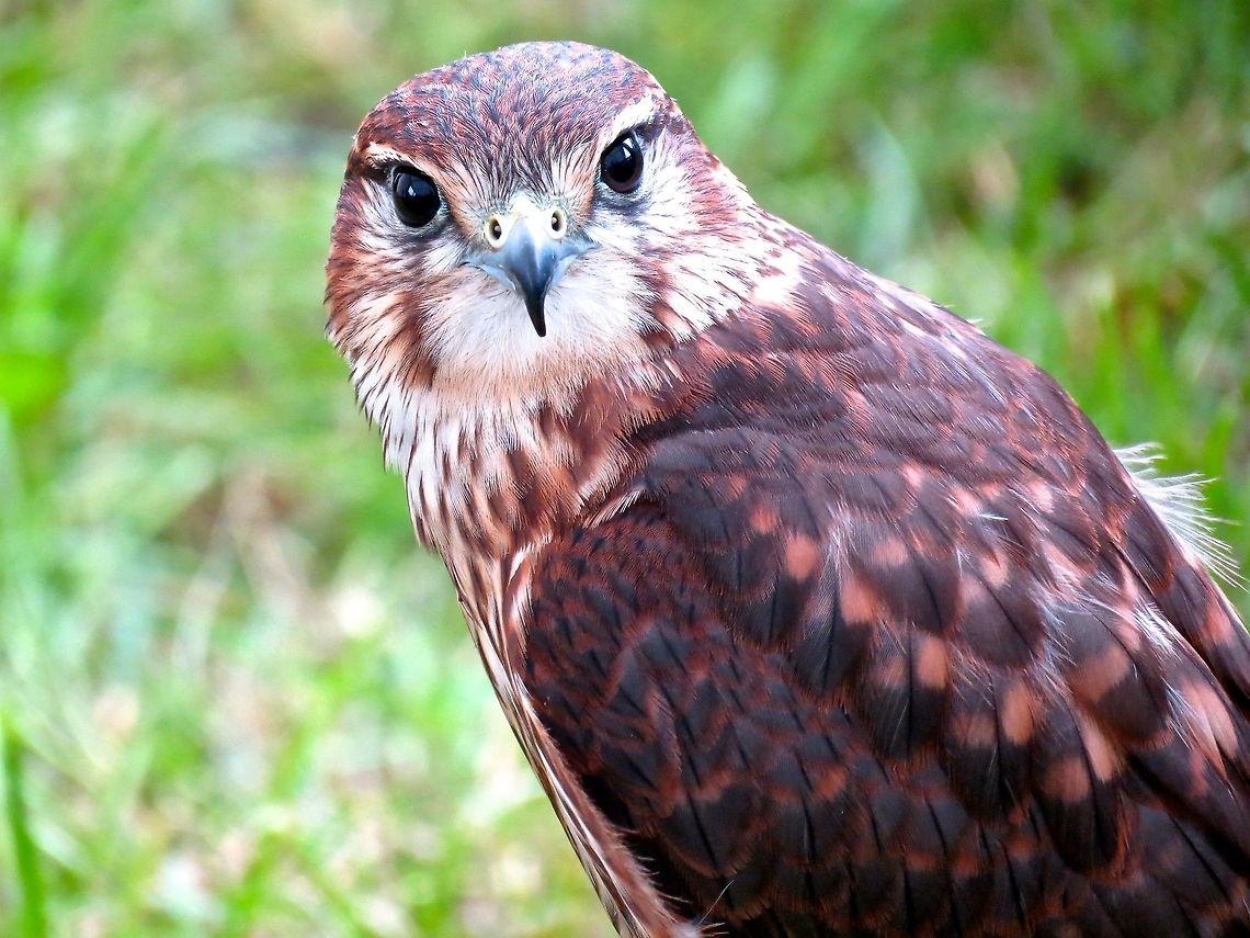 Merlin                                 Falco columbarius,Merlin
