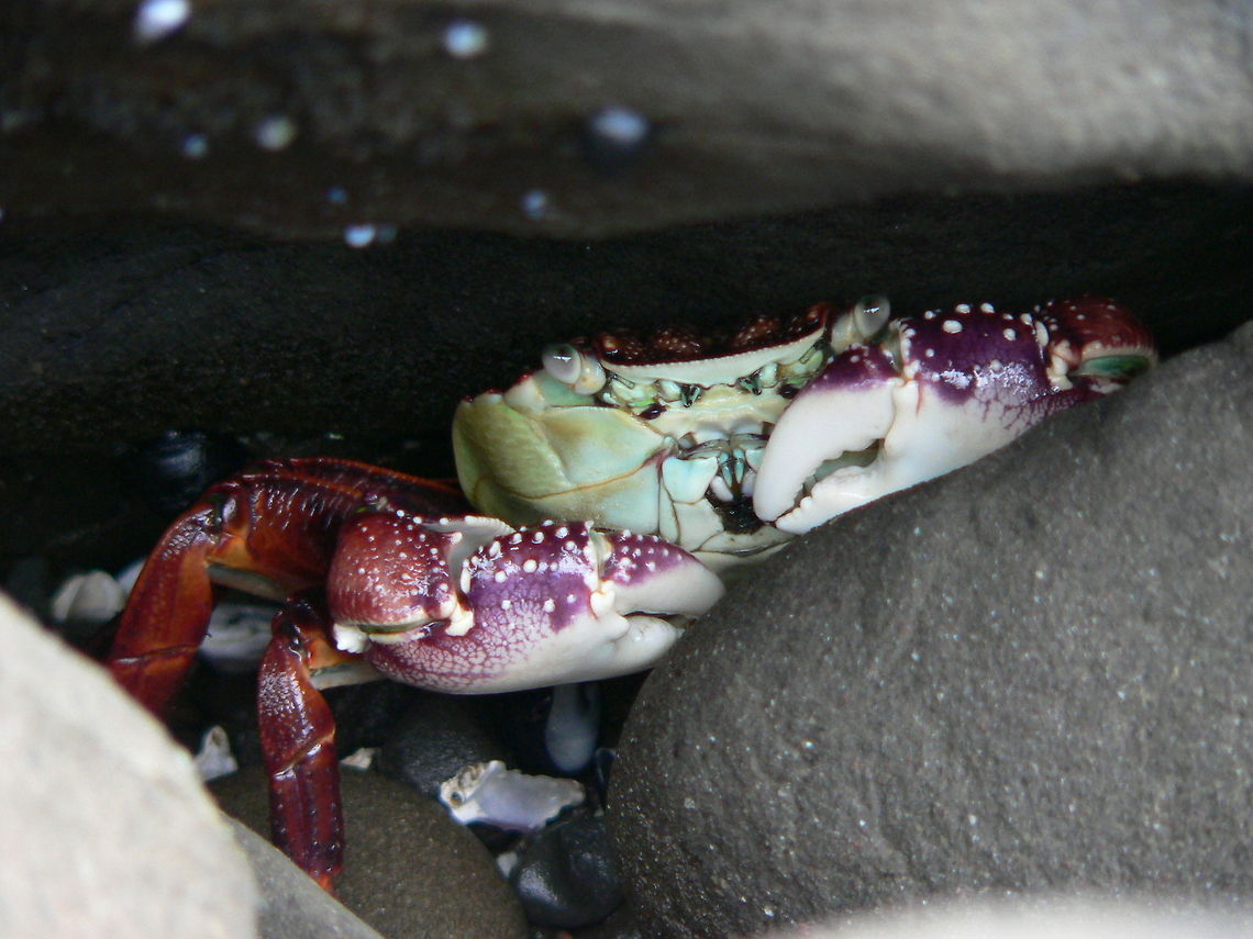 Purple Rock Crab I found this little guy hiding in the rocks with his friends as I ventured around the rocky coast to a secret beach in New Zealand. The secret beach is well known among my husband&#039;s extended family and I was being initiated Hemigrapsus sexdentatus