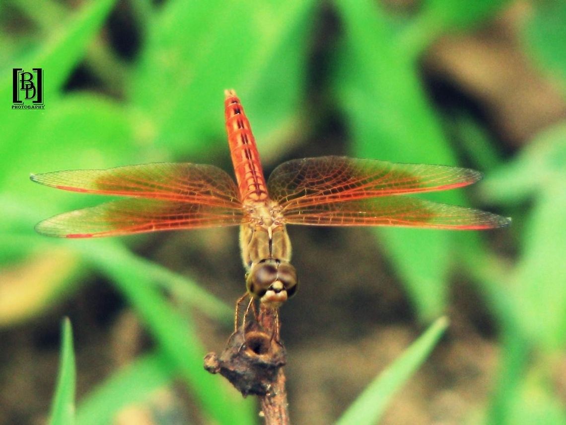 dragon fly  Brachythemis contaminata,Ditch Jewel