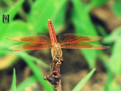 dragon fly  Brachythemis contaminata,Ditch Jewel