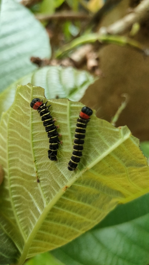 Asota plana cat? Found in Kerala, India  Asota plana