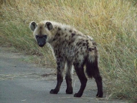 Young A baby hyena was walking along the road when we spotted him. He was calm and alone at that moment.i love his stocking like legs and the position he is in. Crocuta crocuta,Spotted Hyena,hyena