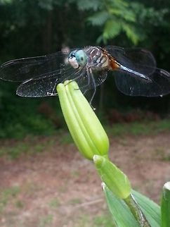 Blue Dasher  Blue Dasher,Pachydiplax longipennis