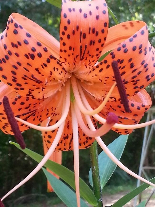 Tiger lily Several species of spotted lily are known as tiger lily. Tiger lily