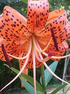 Tiger lily Several species of spotted lily are known as tiger lily. Tiger lily