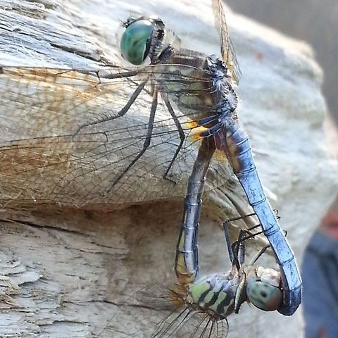 Blue Dasher couple  Blue Dasher,Pachydiplax longipennis
